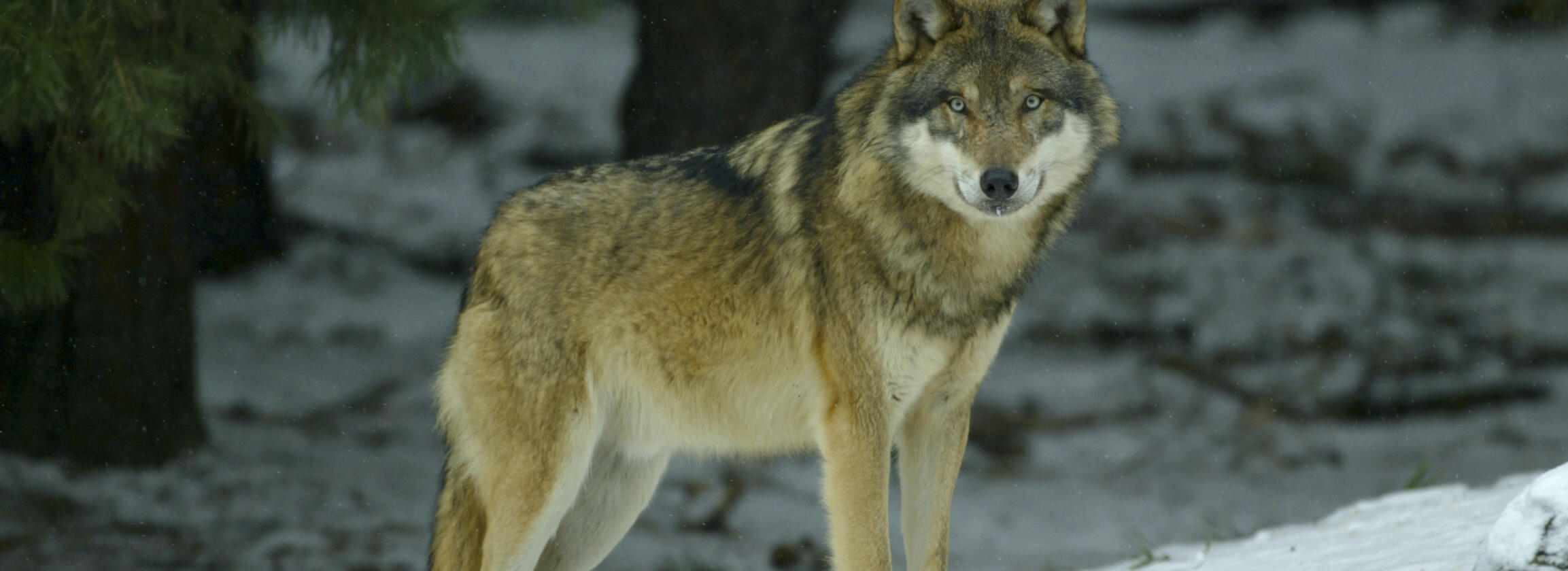 Ein Wolf mit Winterfell steht mitten im Schnee. Foto: Dietmar Nill 