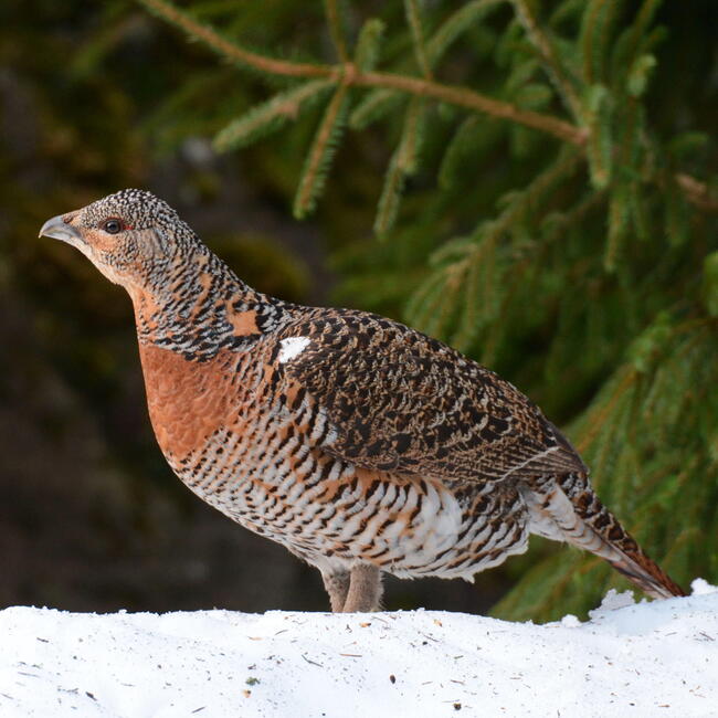 Eine Auerhenne steht vor einem Nadelbaum auf einer verschneiten Fläche. Foto: Walter Finkbeiner (Nationalpark Schwarzwald)