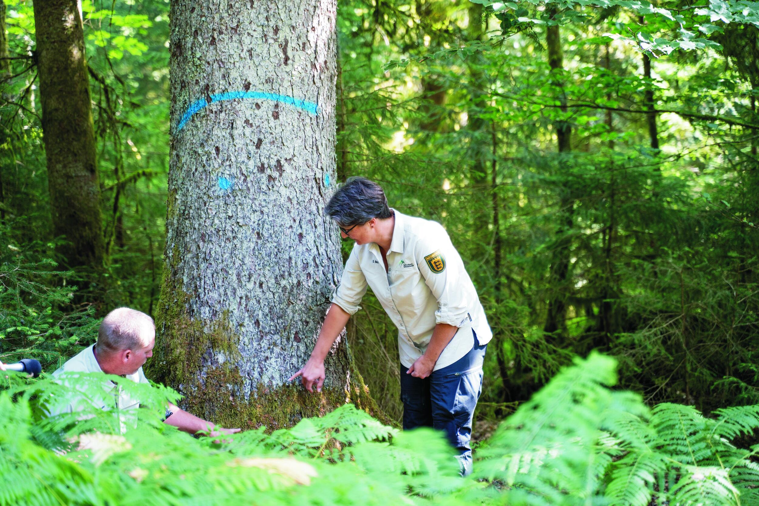 Eine Frau und ein Mann begutachten einen Baumstamm.