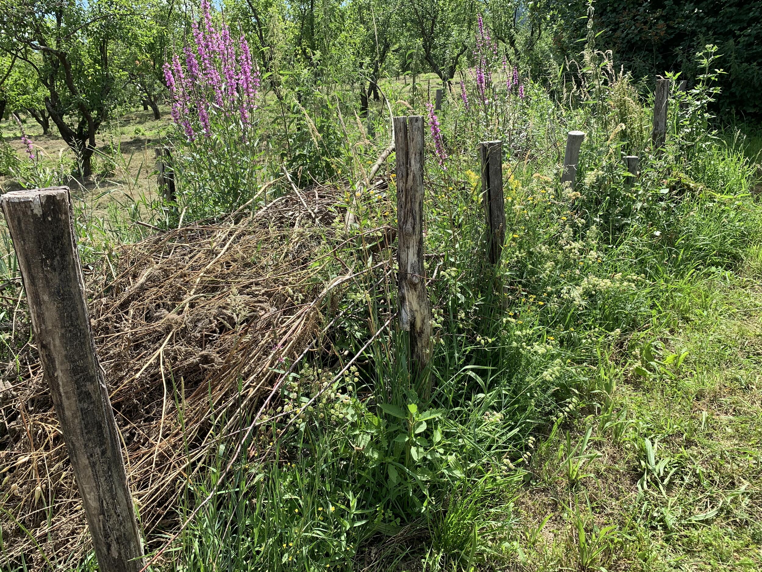 Aufgeschichteter Grünschnitt wird zum lebendigen Zaun © Angelika Sellig (Nationalpark Schwarzwald)