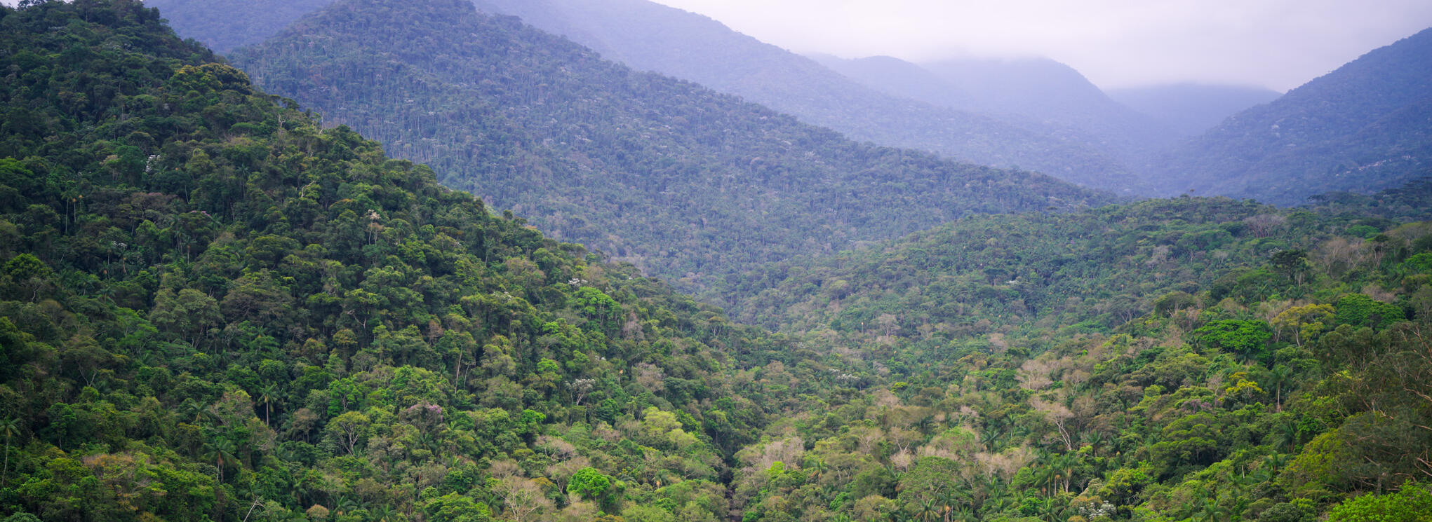 Blick auf einen Flußlauf im Regenwald des Itatiaia Nationalpark