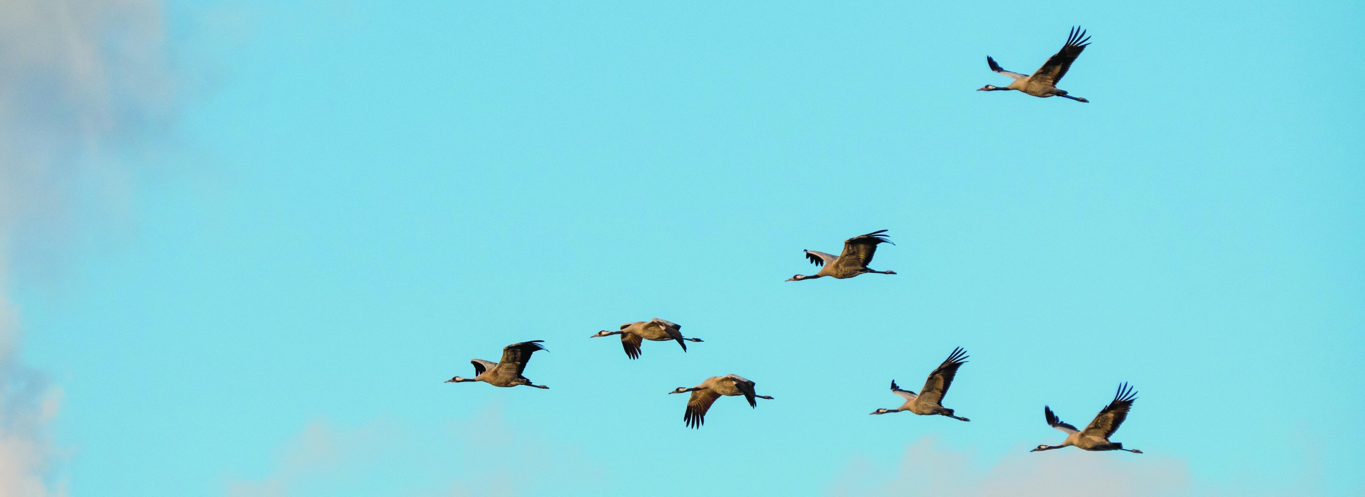Kraniche fliegen am blauen Himmel. Foto: Arne Kolb