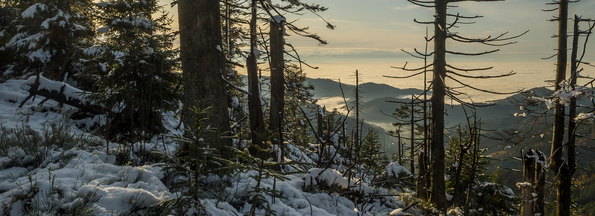 Aufnahme von Seibelseckle. - Foto: Luis Scheuermann (Nationalpark Schwarzwald)