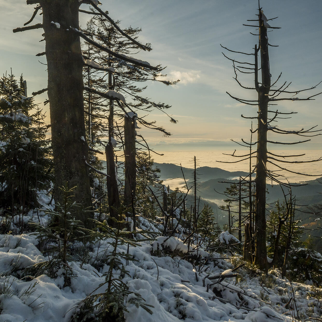 Aufnahme von Seibelseckle. - Foto: Luis Scheuermann (Nationalpark Schwarzwald)