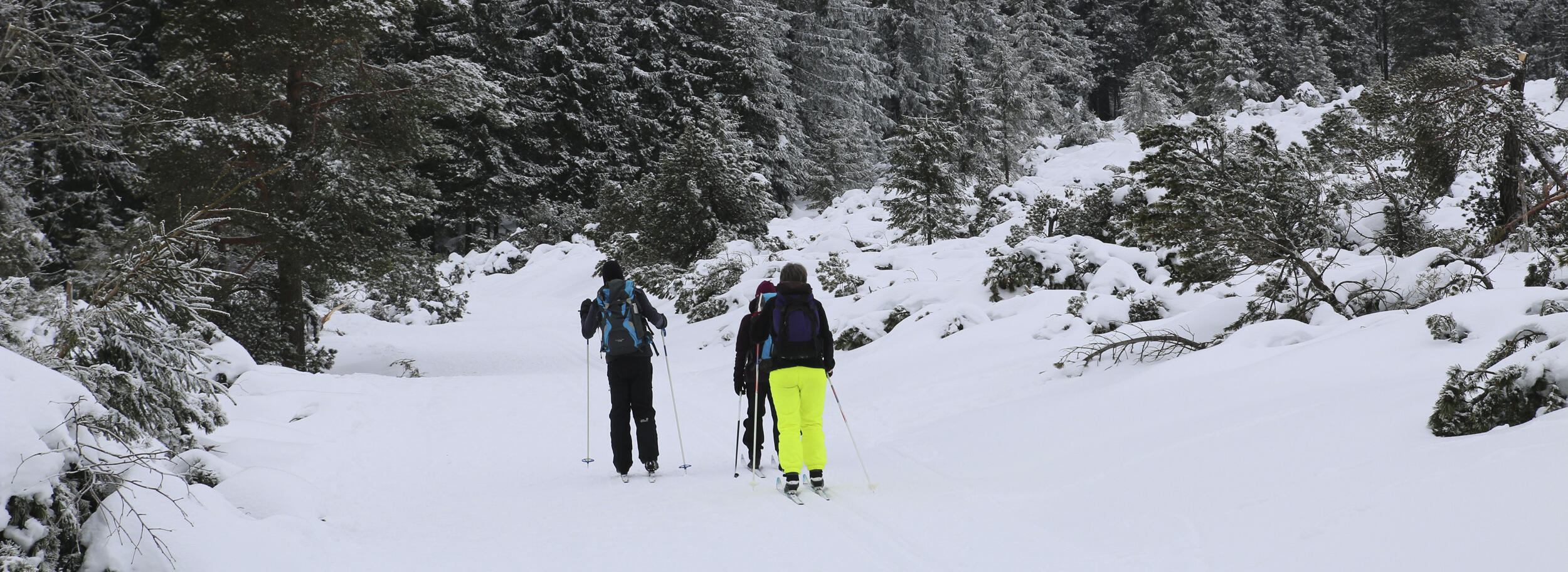 Drei Menschen sind auf Skiern in einem verschneiten Wald unterwegs. Foto: Franziska Lemoine (Nationalpark Schwarzwald)