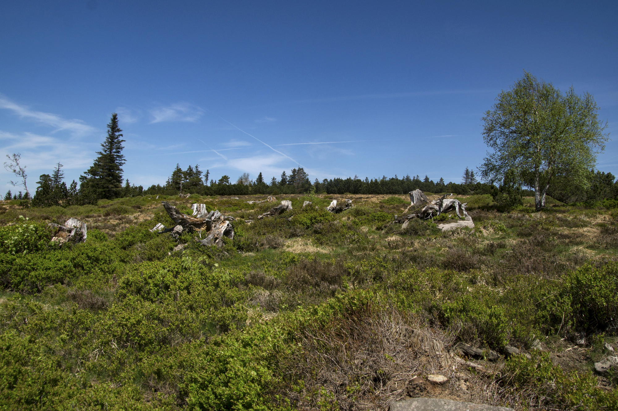 Grinden mit Heidelbeersträuchern. © Daniel Müller (Nationalpark Schwarzwald) Niedrig bewachsene Fläche mit Heidelbeersträuchern und Totholz. Foto: Daniel Müller