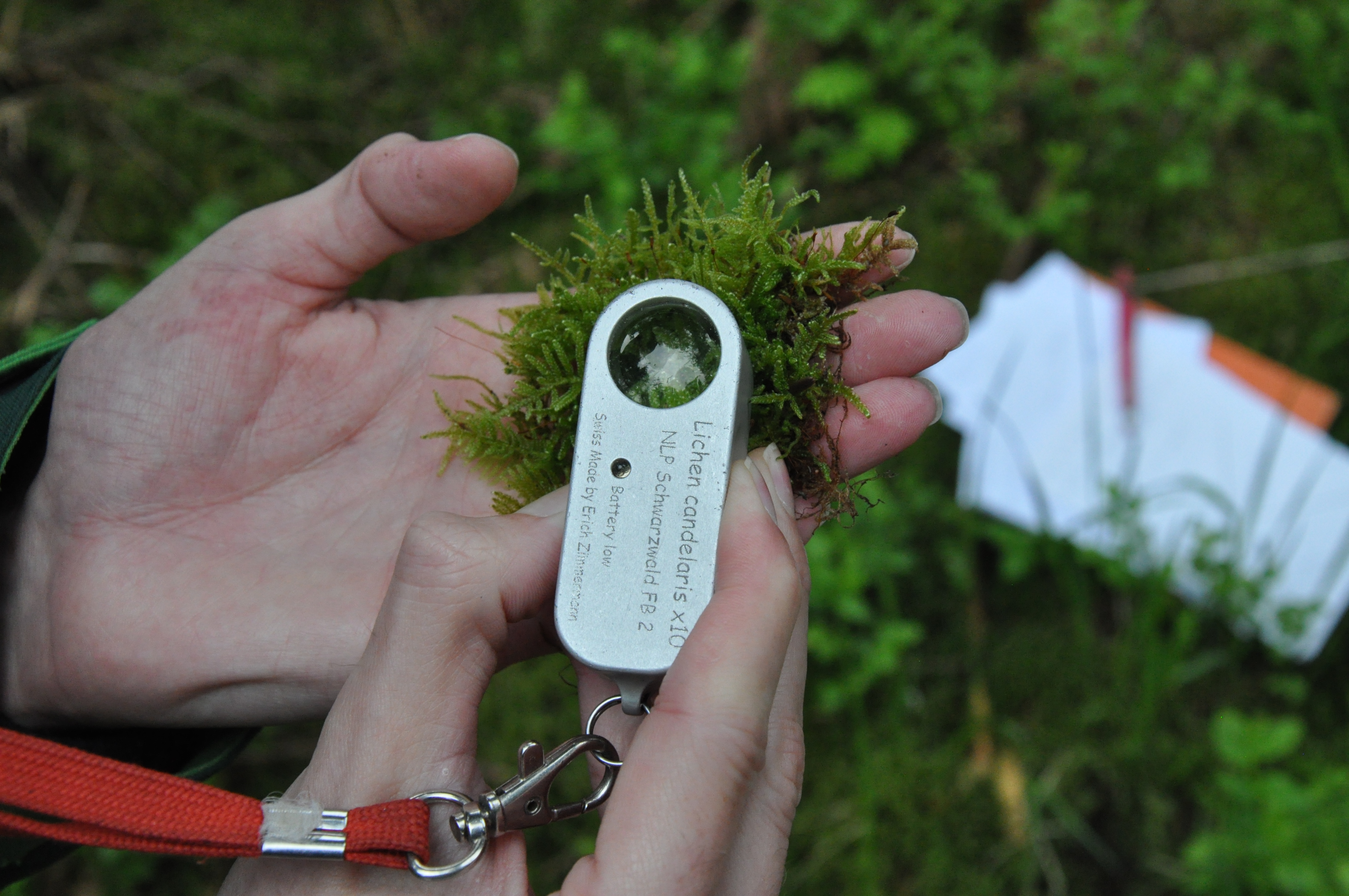 Moos in einer Hand unter der Lupe