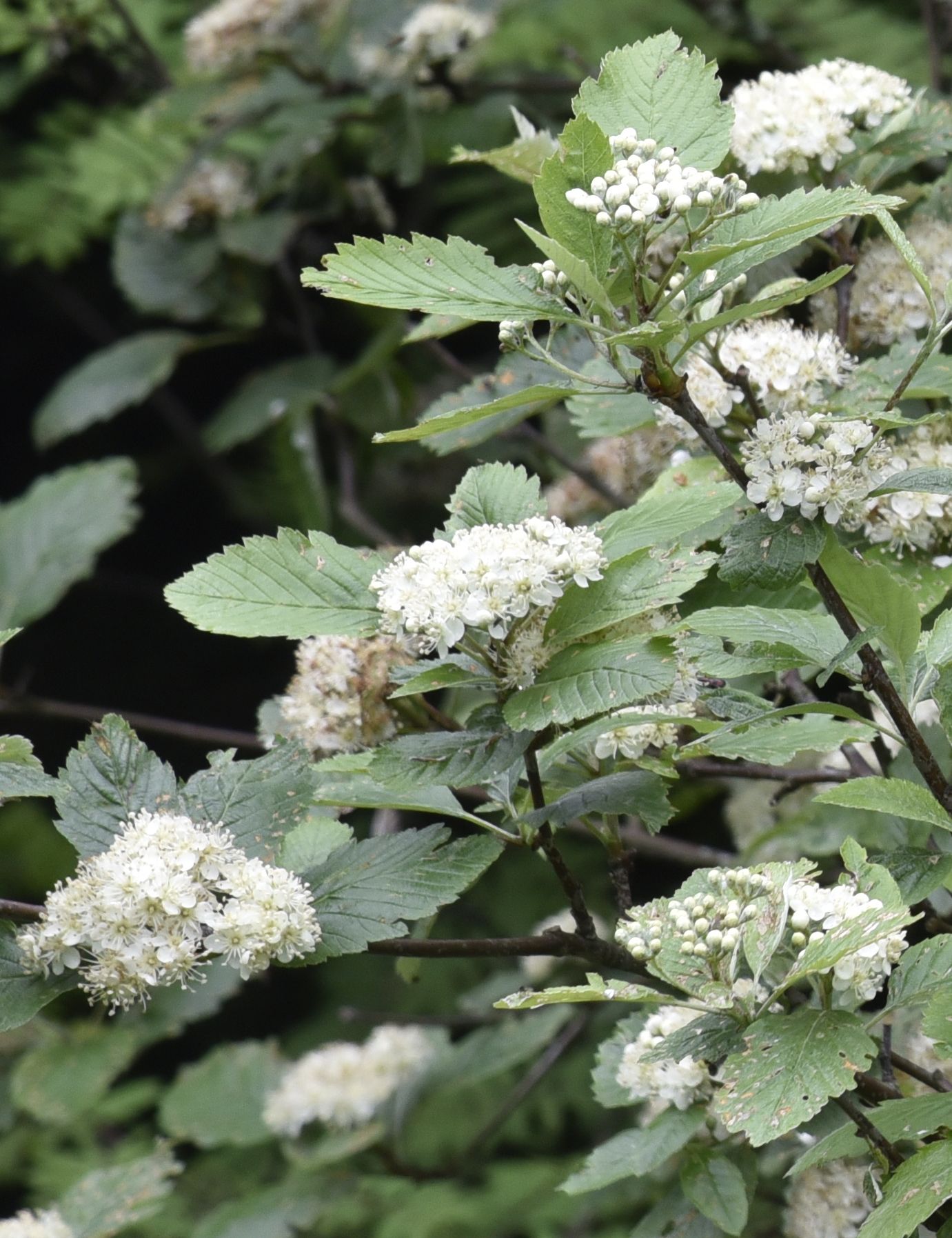 Blüte der Echten Mehlbeere – weiße Doldenrispen © Jörg Klüber