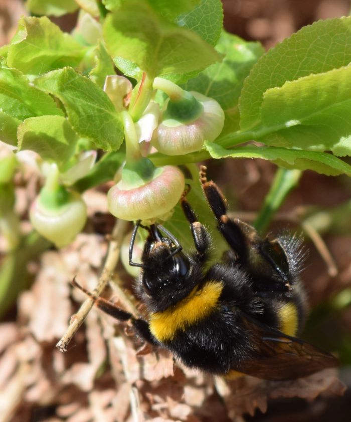Hummel an Heidelbeerblüte (© Tristan Eckerter)
