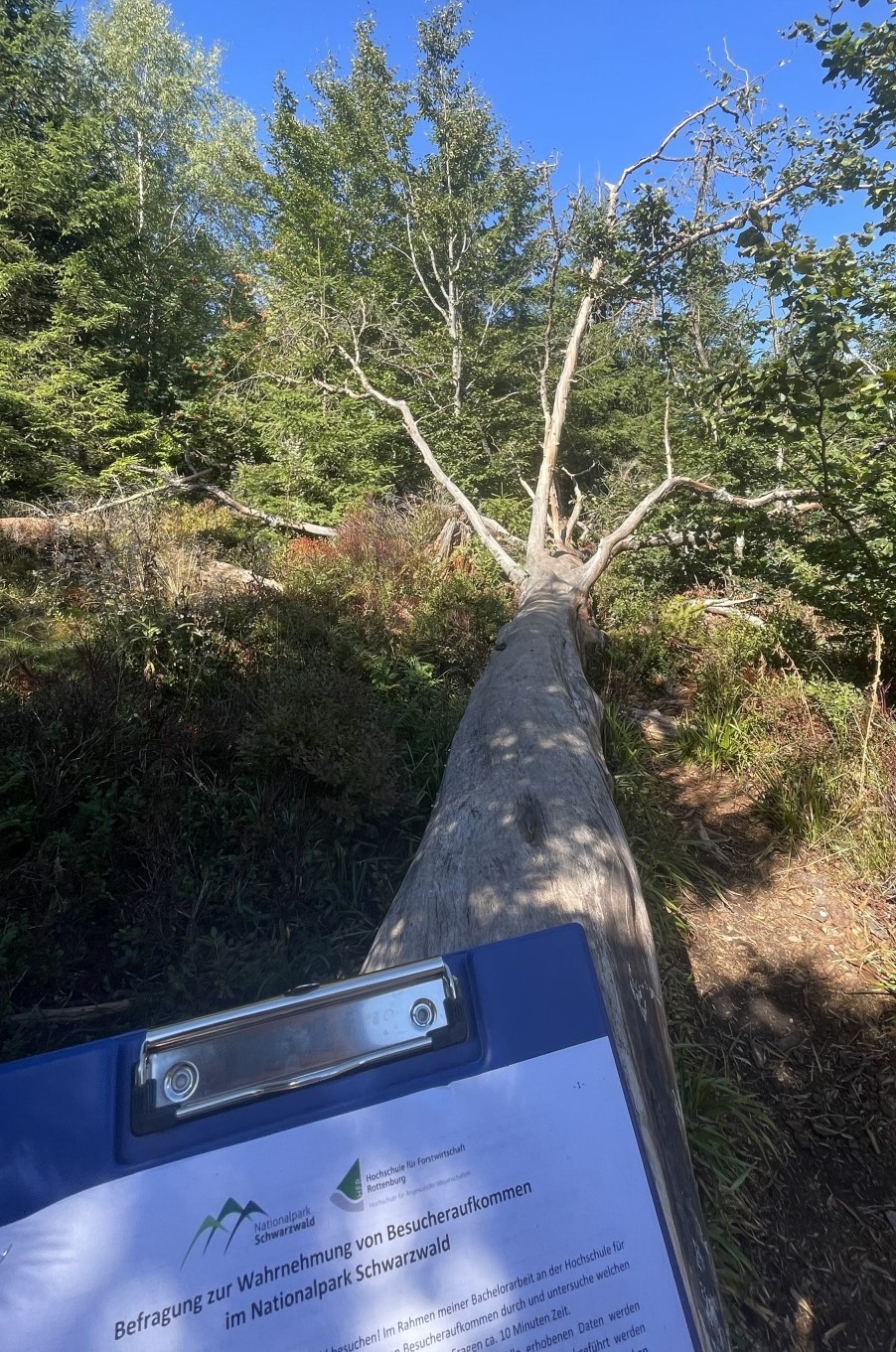 Abb. 1: Bild vom Erhebungstag im Gebiet, man sieht einen langen liegenden Baumstamm und im Vordergrund ein Klemmbrett mit einem Fragebogen. Foto: Franziska Graef 