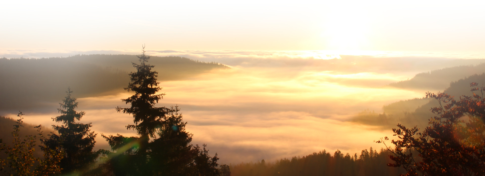 Sonnenaufgang über dem Wildsee mit Bäumen im Vordergrund und Wolken über dem See