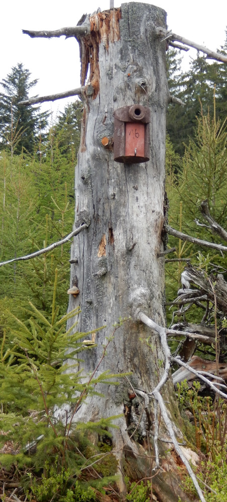 Holzbeton-Nistkasten für den Wendehals © Esther del Val (Nationalpark Schwarzwald)