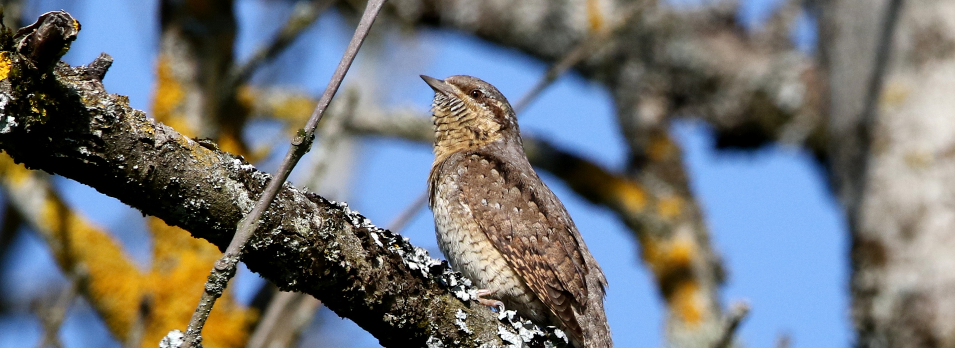 Wendehals © Jürgen Kläger