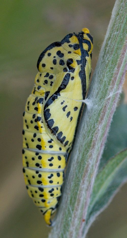 Seitliche Nahaufnahme der gelbgrünen, schwarz gepunkteten Puppe des Baumweisslings. 