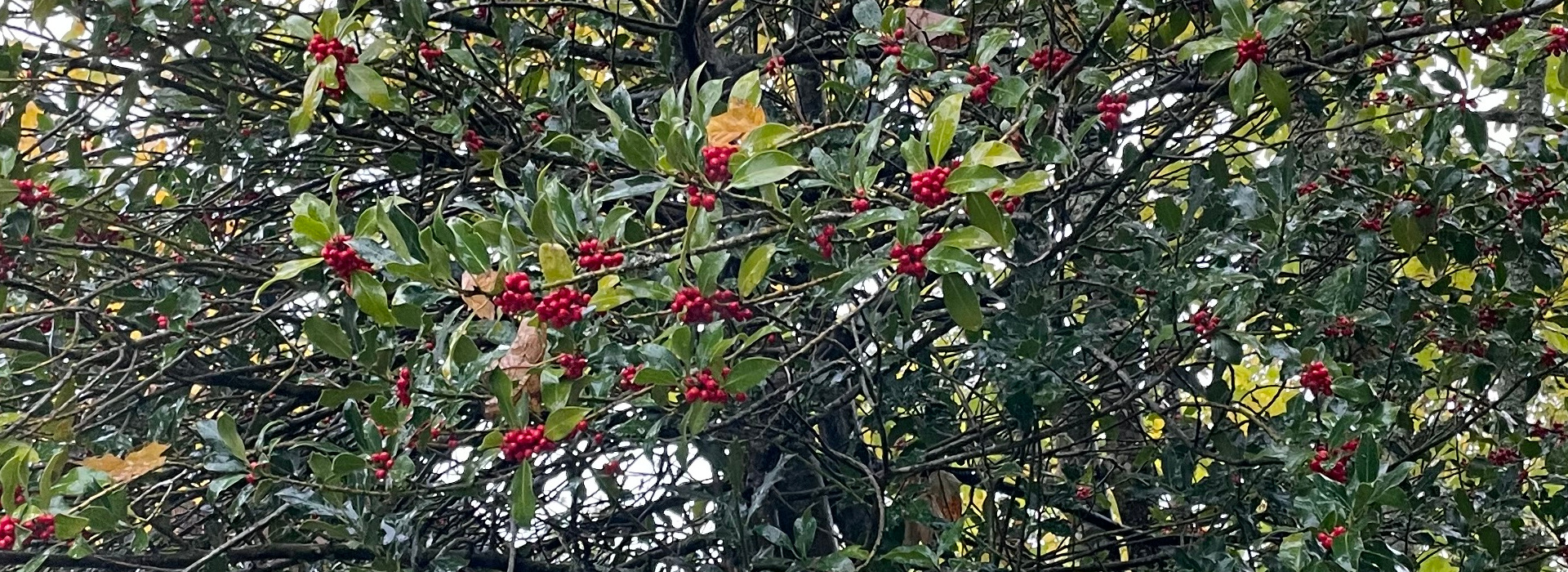 Ilex aquifolium ©  Stefanie Gärtner