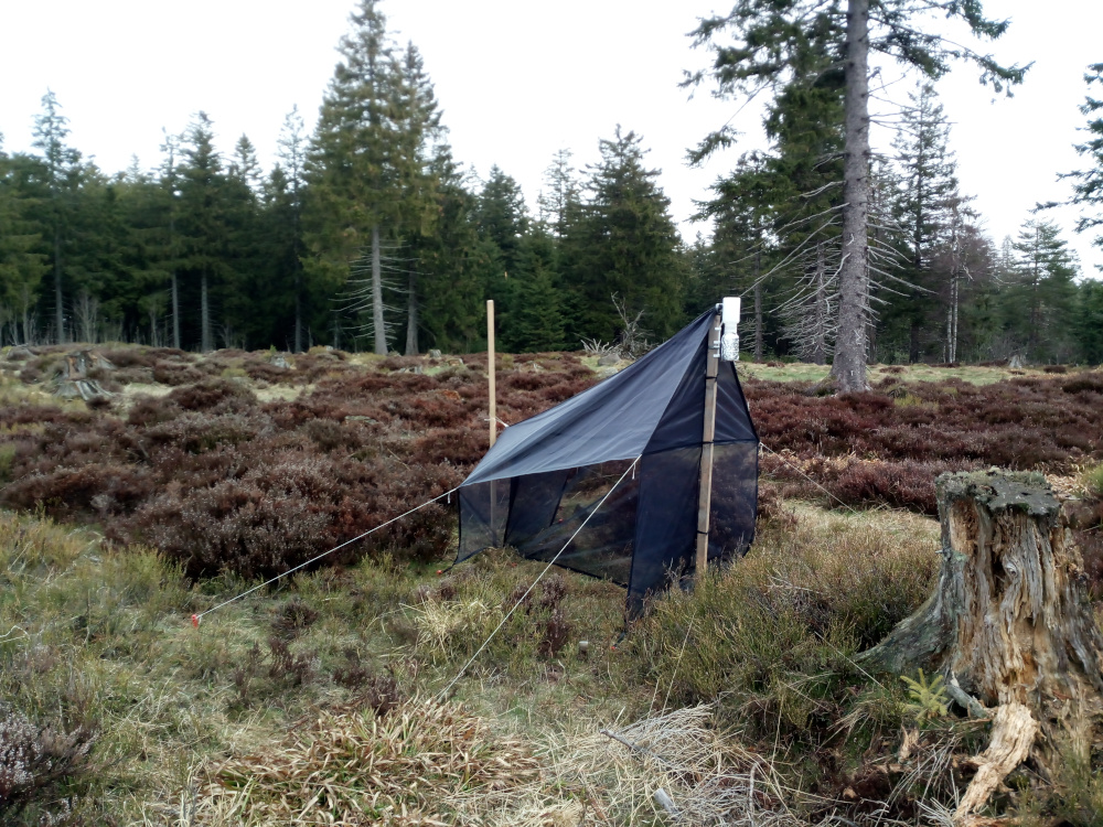 Malaisefalle auf der Bergheide im Nationalpark Schwarzwald  © Jörn Buse (Nationalpark Schwarzwald)