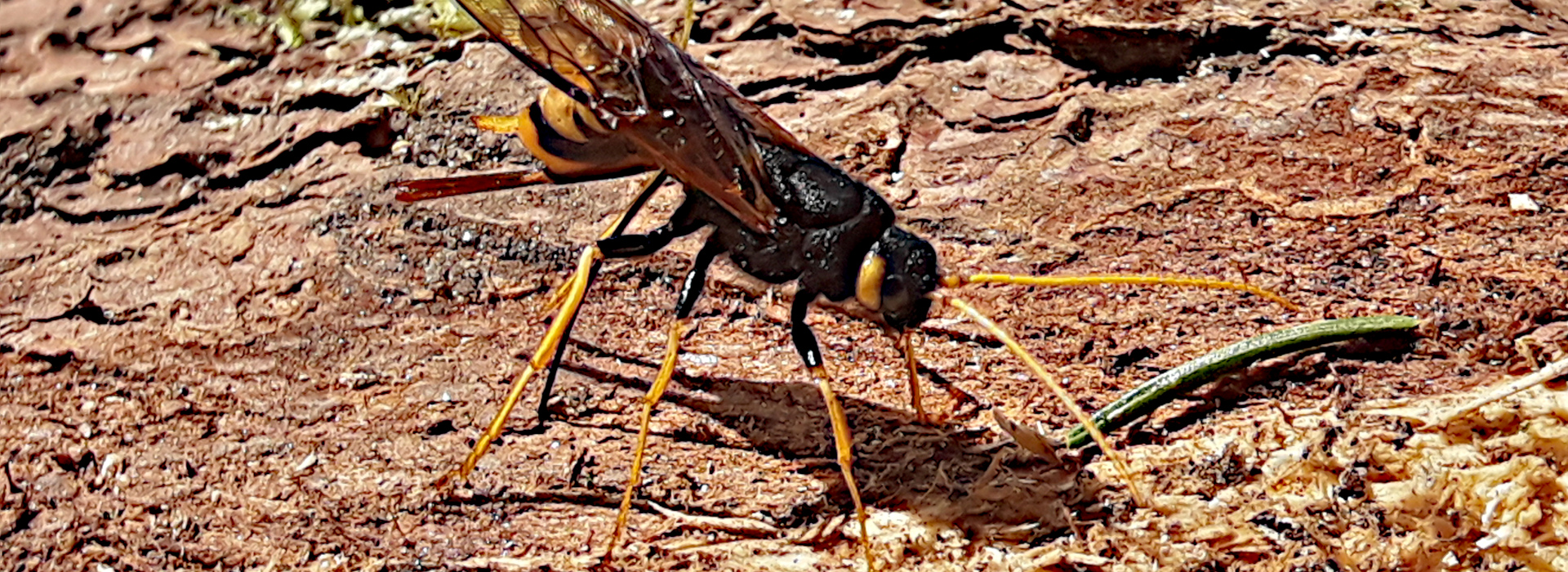 Insekten, wie diese Riesenholzwespe, sind ein wichtiger Teil der flugaktiven Fauna © Jörn Buse (Nationalpark Schwarzwald)