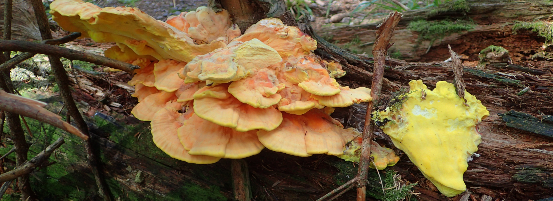 Nadelholz-Schwefelporling (Laetiporus montanus) © Flavius Popa 