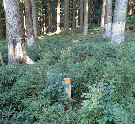 Geringelte Fichte, mit der Motorsäge wurden die Leitungsbahnen durchtrennt es entwickelt sich stehendes Totholz vergleichbar mit späten Waldentwicklungsphasen. © Sven Drößler