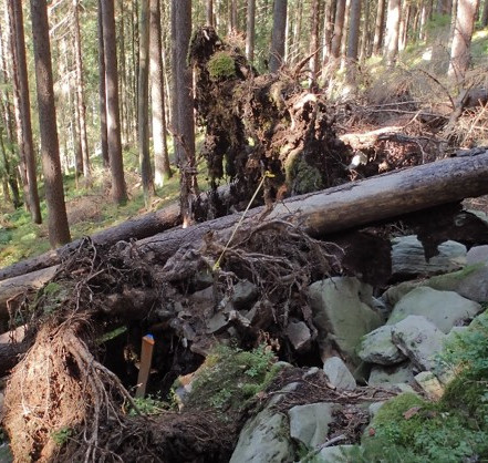 Simulation eines Sturmereignisses, erreicht durch Umziehen einzelner Bäume. © Sven Drößler