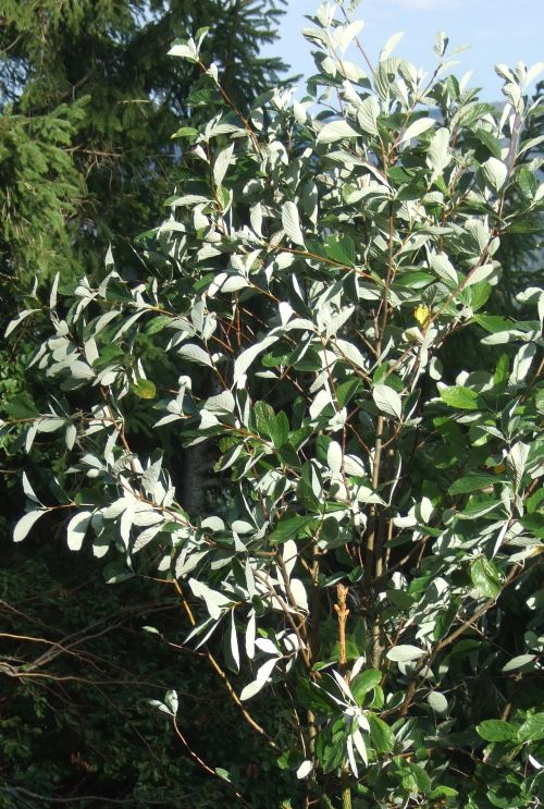 Weiß leuchtende Blattunterseiten © Winfried Meier