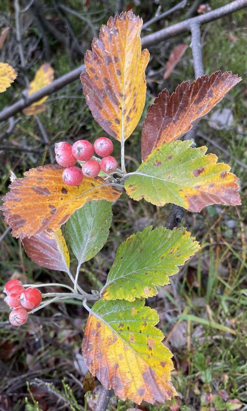 Blattform und mehlig bereifte Früchte der Echten Mehlbeere © Stefanie Gärtner