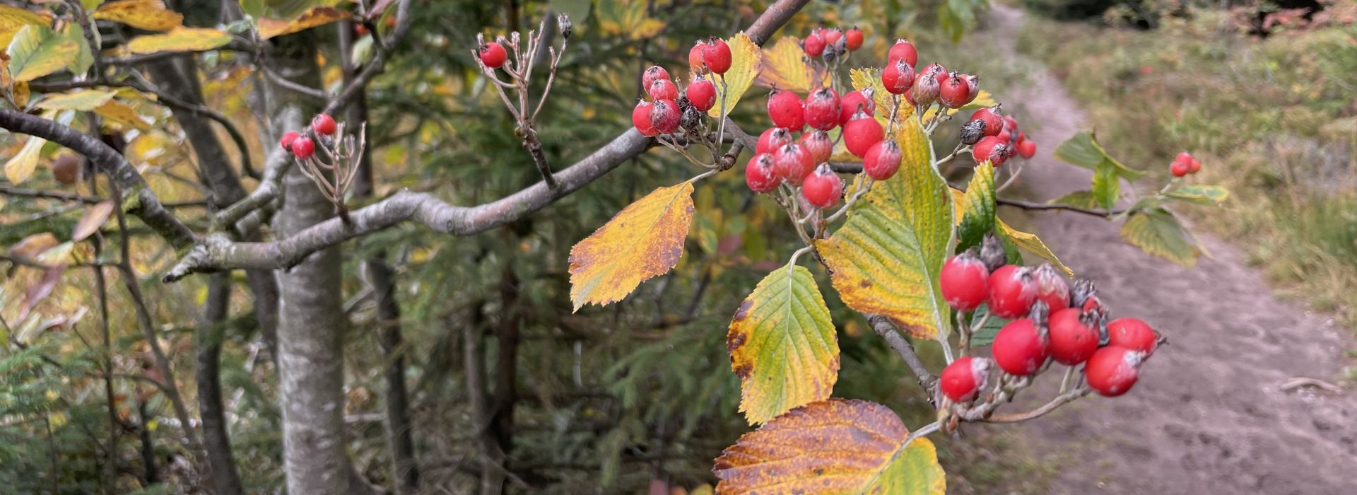 Echte Mehlbeere © Stefanie Gärtner
