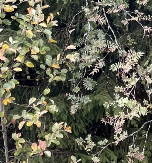 Mehlbeere links, Vogelbeere rechts  © Stefanie Gärtner 