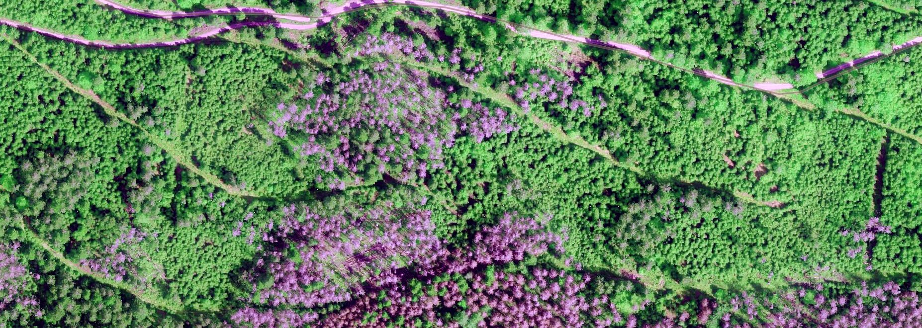 Luftbild: Borkenkäfebefallsflächen © Nationalpark Schwarzwald