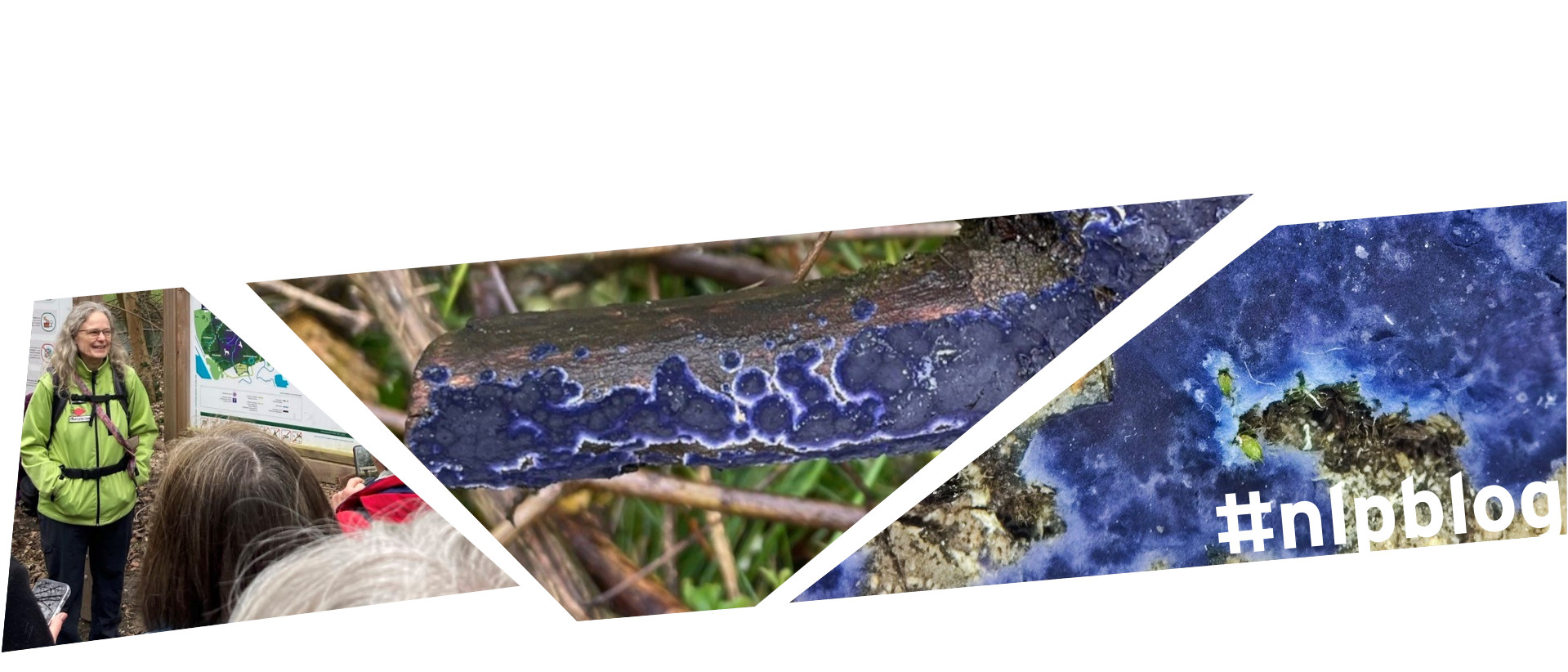 Kollage aus drei Bilder: Wanderführerin Silke Kluth, blauer Rindenpilz