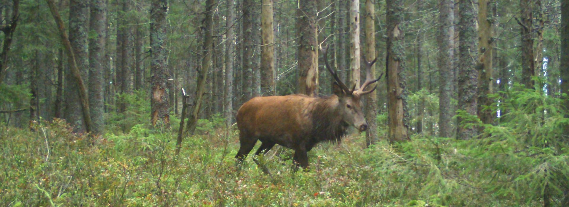 Fotofallenbild von männlichem Rothirsch 2019-10-01 © Raffael Kratzer