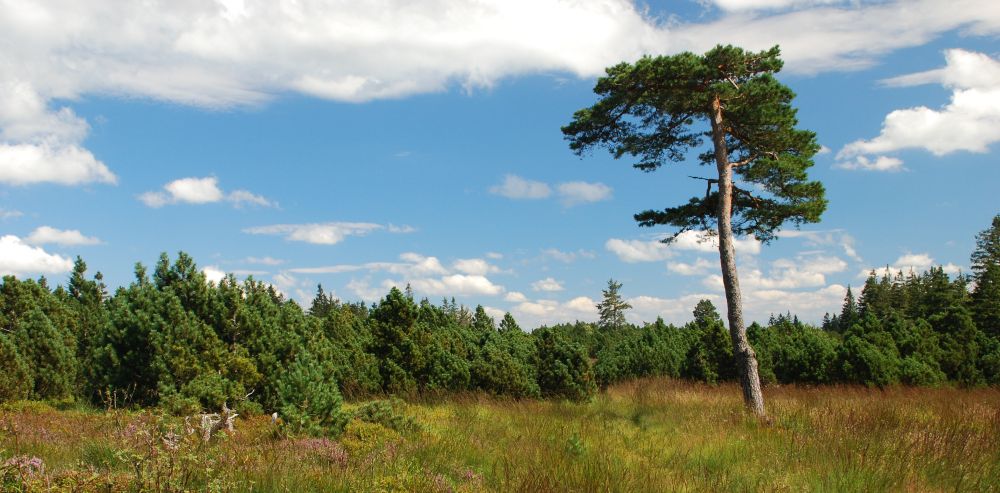 Kiefer auf dem Seekopf ©  Ebel