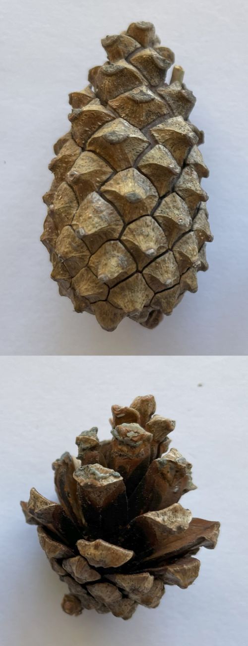 Geschlossener und offener Zapfen der Wald-Kiefer ©  Gärtner