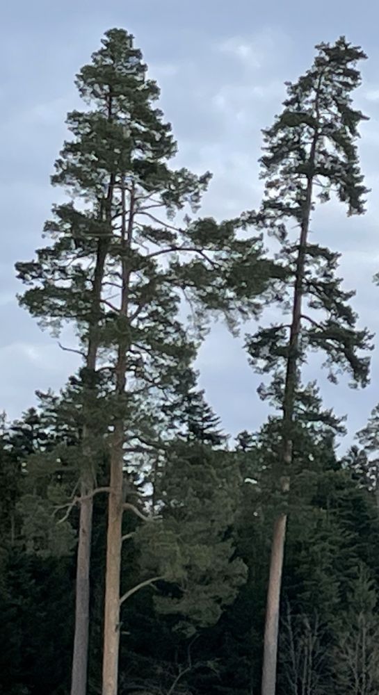 Nordschwarzwälder Höhenkiefer ©  Gärtner