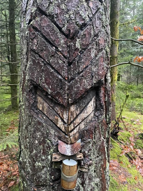 Historische Harzgewinnung © Thiel