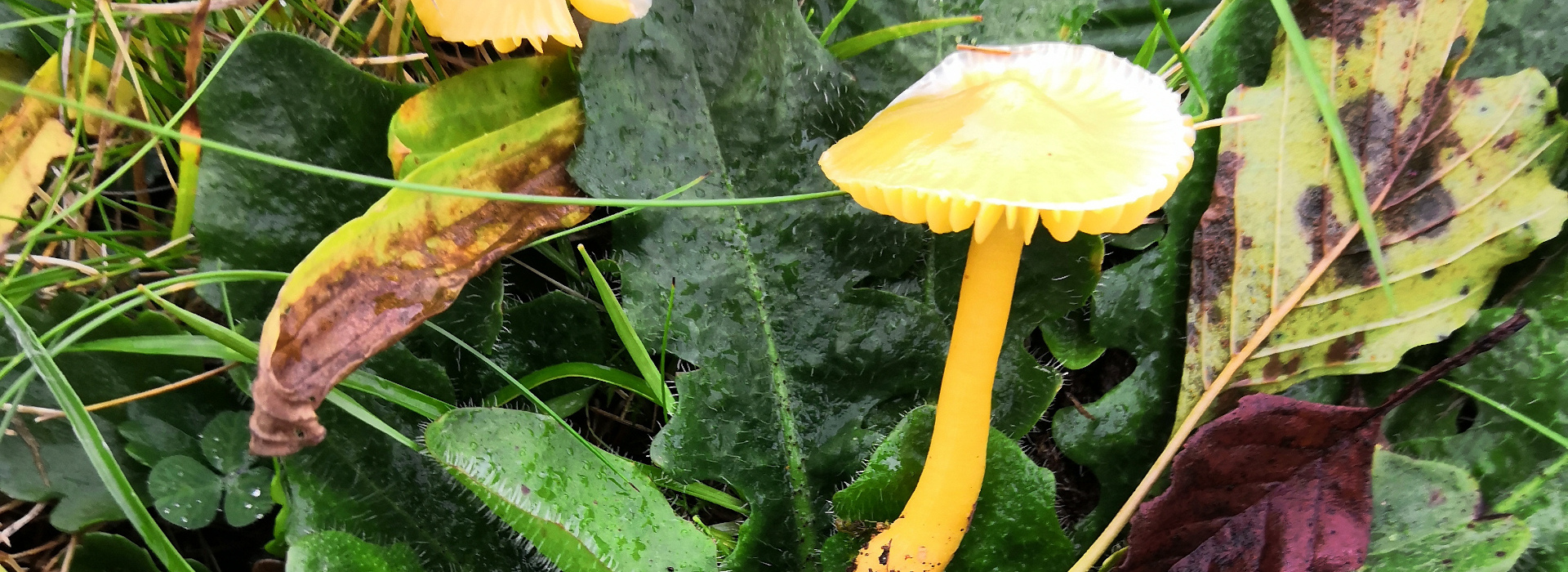 Seitliche Nahaufnahme des leuchtendgelben Fruchtkörpers des Papageien Saftlings vor dunkelgrünem Laubhintergrund.