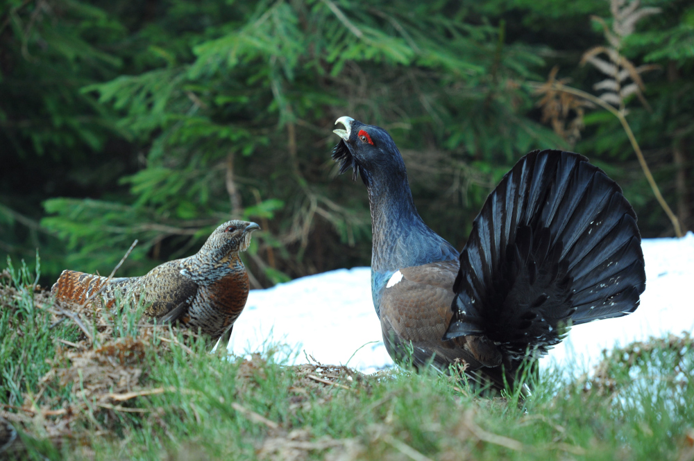 Auerhuhn und -henne ©  Walter Finkbeiner