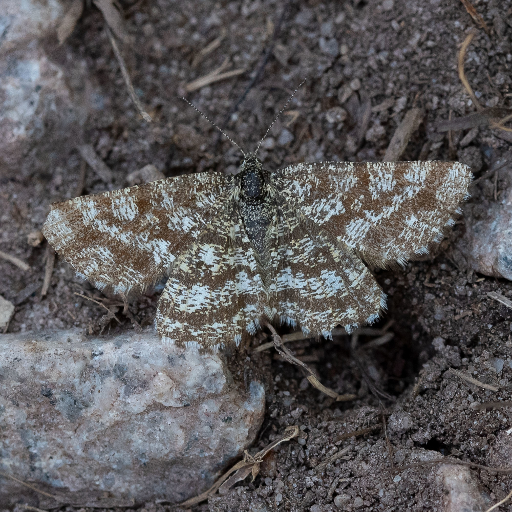 Nahaufnahme von oben von einem Heidespanner auf Baumrinde sitzend, farblich davon kaum unterscheidbar.