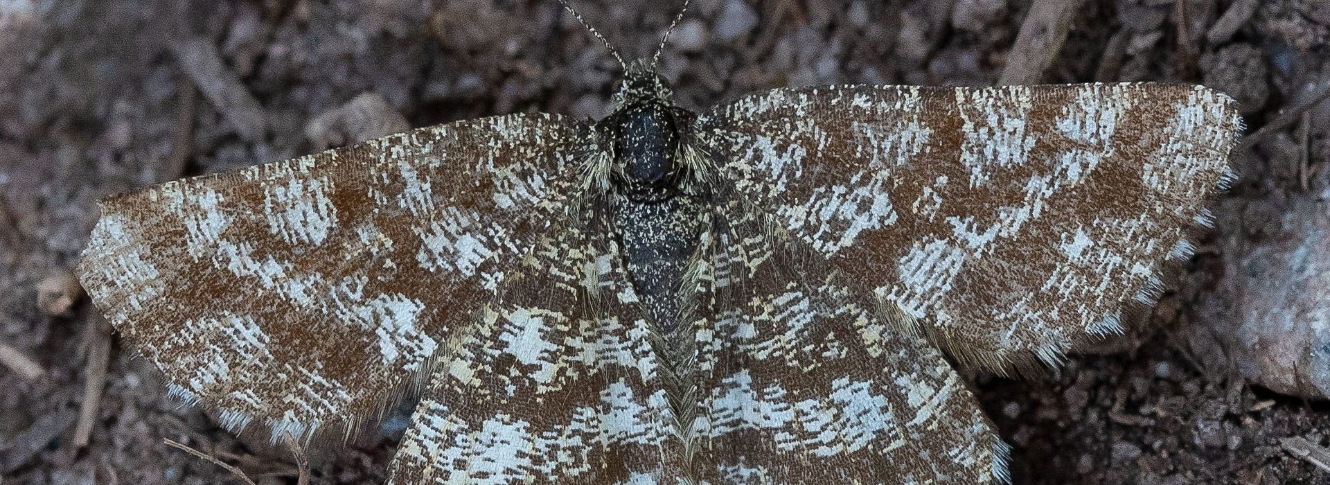 Nahaufnahme von oben von einem Heidespanner.