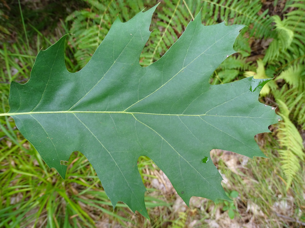 Abb 2: Das Rot-Eichenblatt kann sehr groß werden, bis zu 22 cm vor allem wenn die Blätter im Schatten wachsen. Die Blätter die der Sonne zugewandt sind, sind gelappt. Gelappt bedeutet, dass der Blattrand abwechselnd nach innen eingebuchtet und nach außen ausgedehnt ist. Bei der Rot-Eiche sind die Einbuchtungen zur Blattmitte abgerundet und die Lappen nach außen zugespitzt.  (Foto Sven Drößler)