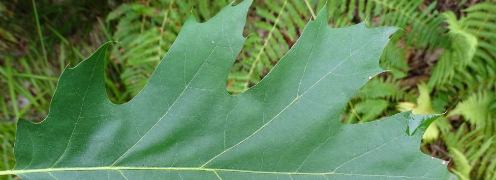 Rot-Eiche Blatt. Foto Sven Drößler