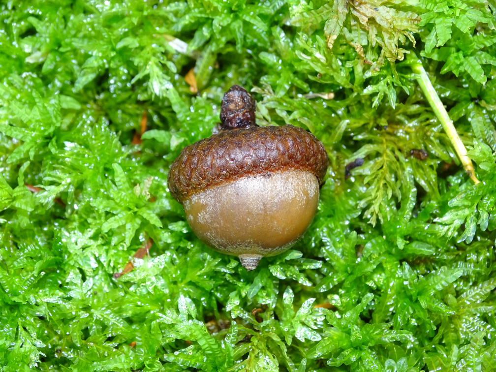 Abb 4: Die Frucht der Rot-Eiche ist eine rundliche Nuss mit einer kleinen Spitze und am Stiel sitzt sie in einem Becher (Foto Sven Drößler)