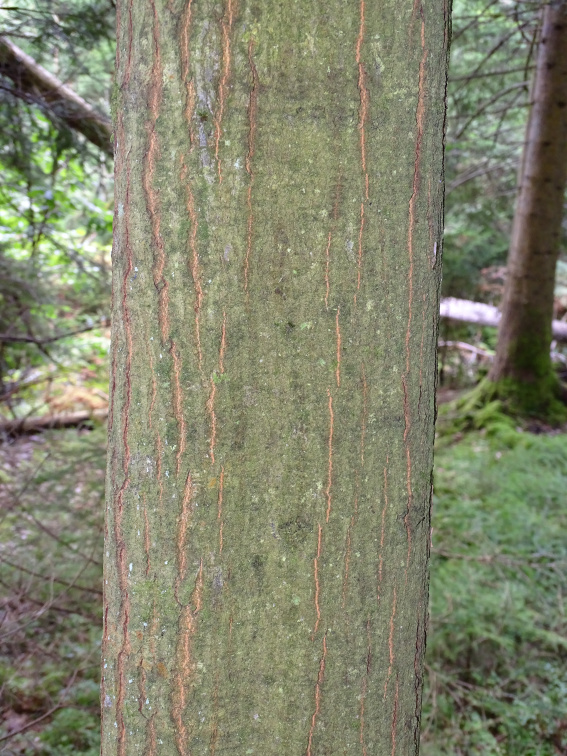 Abb 3: Die Rot-Eiche hat lange eine glatte Rinde erst wenn sie älter und dicker wird bekommt sie Risse (Foto Sven Drößler).