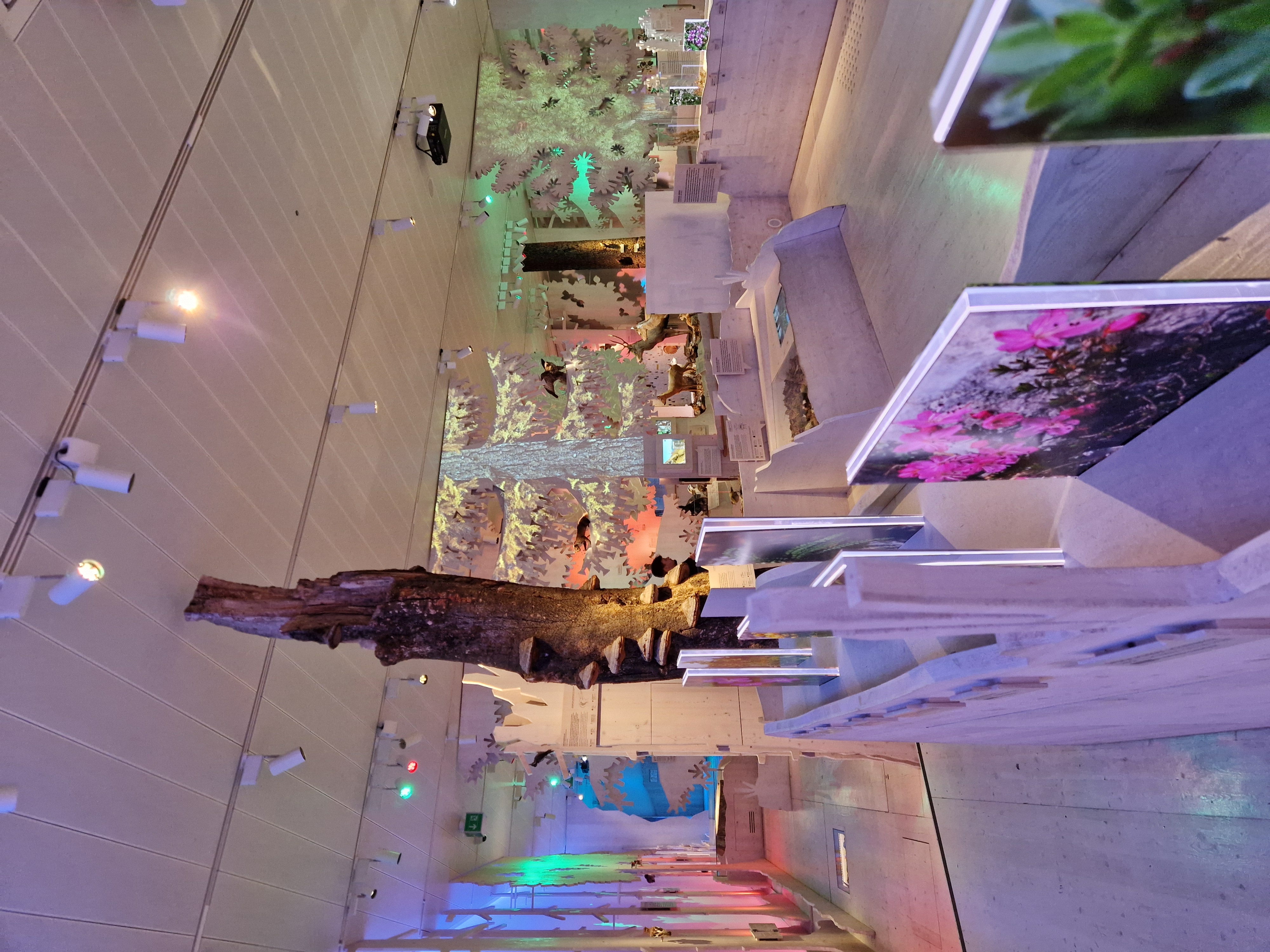 Man sieht einen hellen Raum mit bunten Lichtern. Es sind Naturbilder zu sehen. Foto: Nadine Berger.