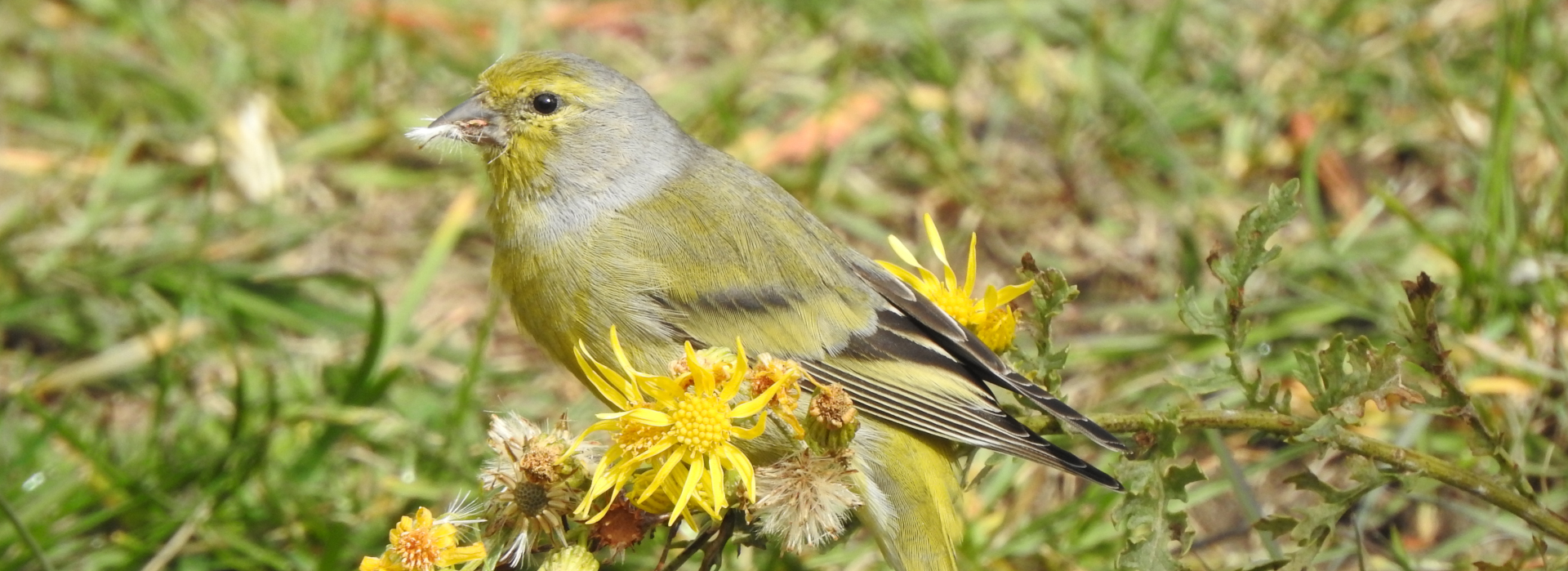 Foto Marc Förschler