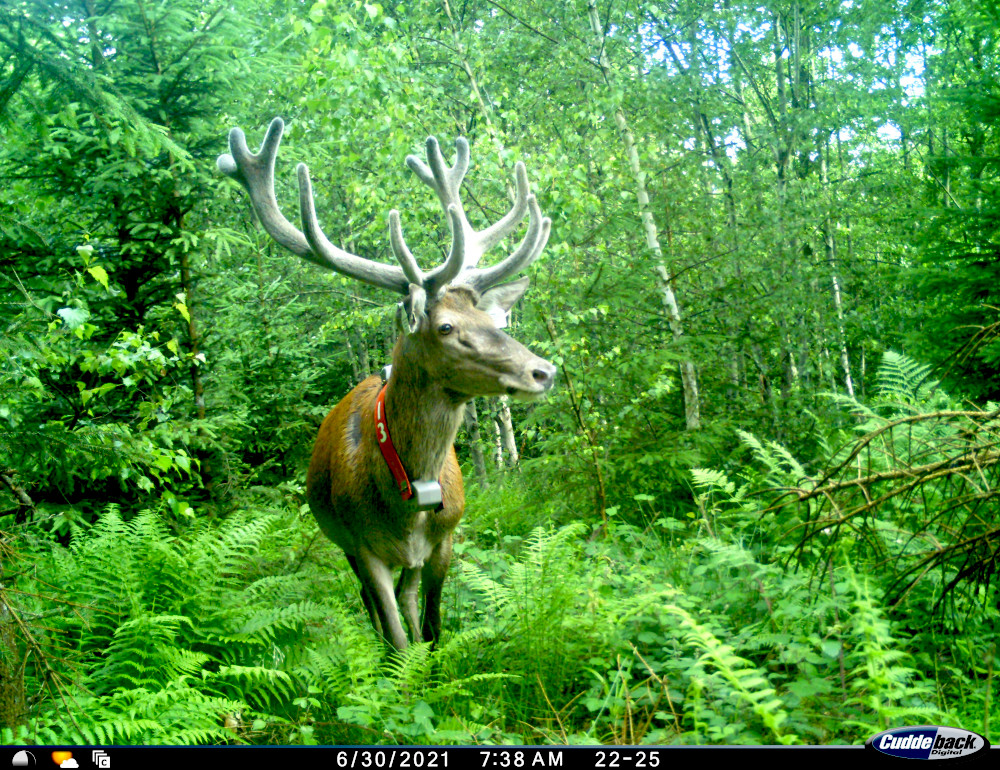 Besenderter Hirsch. Foto T. Schaupp