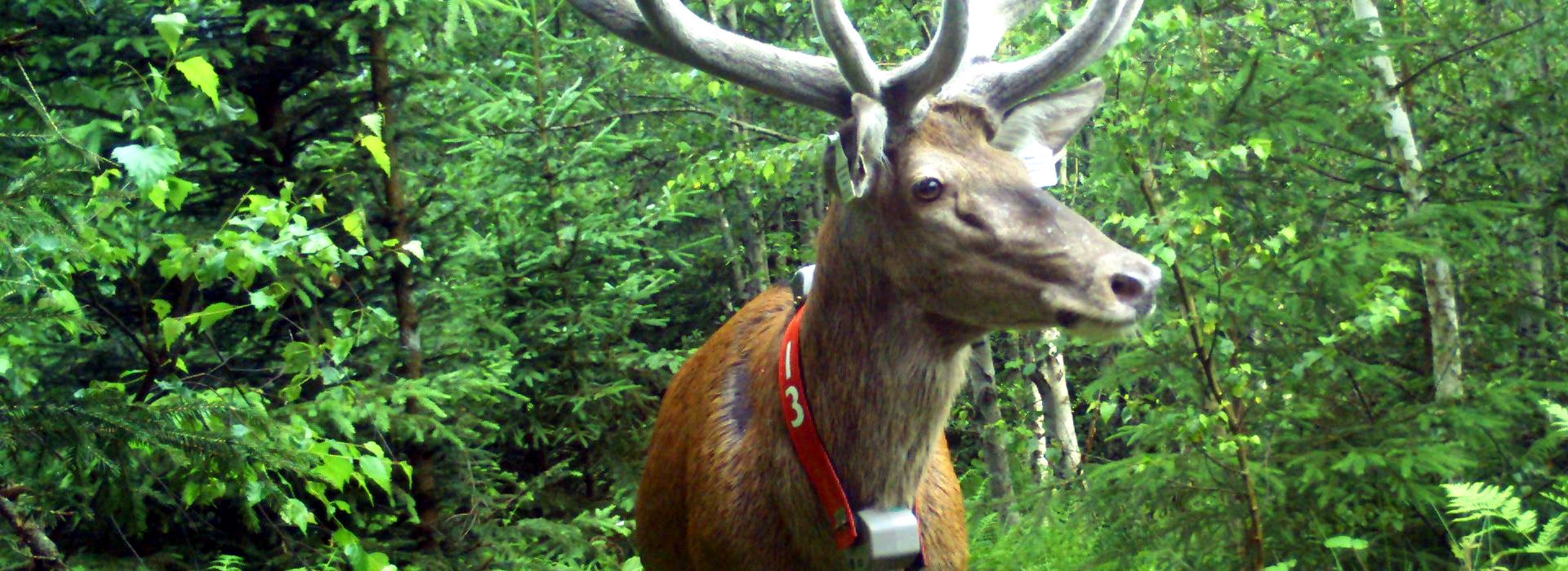 Besenderter Hirsch (Foto Schaupp)