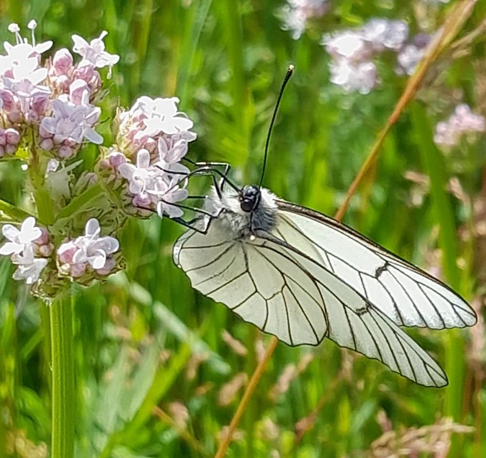 Frontale Nahaufnahme eines Baumweisslings auf Baldrianblüte sitzend.