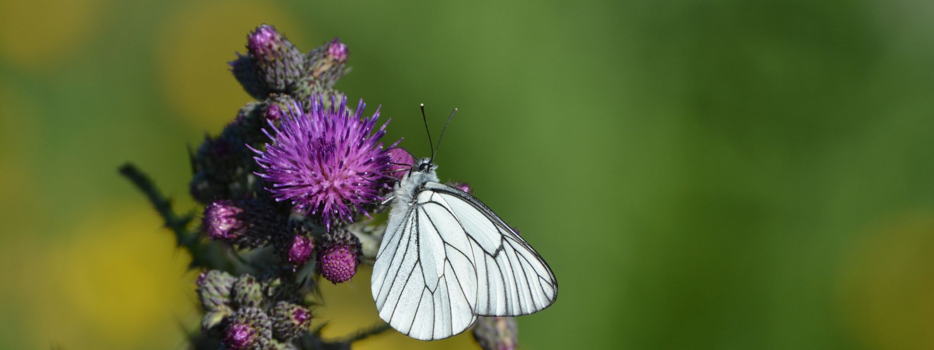 Seitliche Nahaufnahme eines Baumweisslings auf dunkelvioletter Distelblüte sitzend.