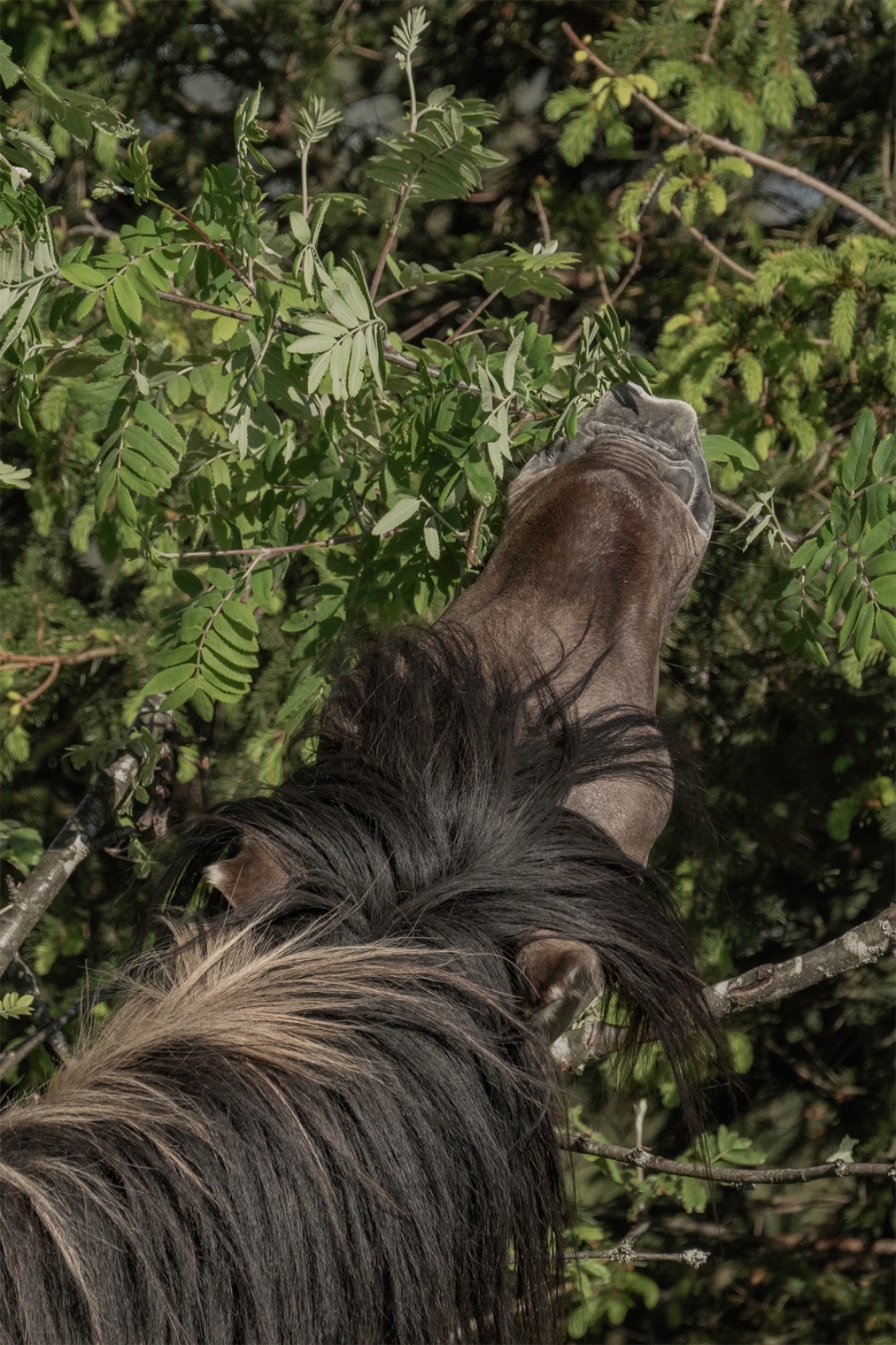 Konik-Pferd frisst Ebereschenblätter.